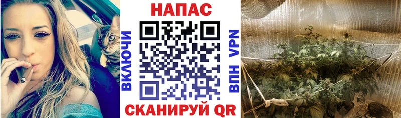 Канабис план  продажа наркотиков  Салаир 